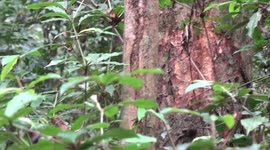 Silverback gorilla eats termites in Congo rainforest.