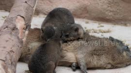 A tiny trio of rock hyrax pups have been born at Chester Zoo.