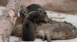Trio of tiny rock hyrax pups have been born in Chester Zoo