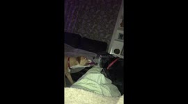 Dogs playing with toy