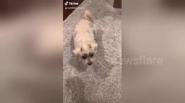 Newsflare Edit - Dog gets faked out on high five and looks super upset