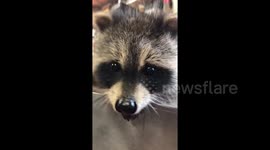 Adorable rescued baby raccoon recuperates in Canadian home