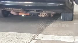 Heartwarming and intense moment runaway dog at Los Angeles airport rescued underneath car