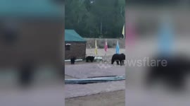 Family of brown bears spotted hunting for food at a garrison in northern China