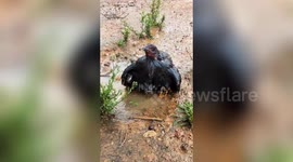Chicken uses wings to shelter chicks from the downpour in China's Honghe
