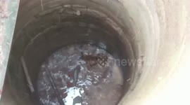 Longer version_Tiger pulled out of deep well after locals alert forest officials of the animal's presence inside facility