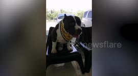 Vets remove 32 RUBBER DUCKS from greedy bulldog's tummy after he feasted on the chewy toys (uncensored)