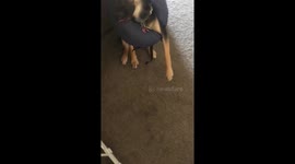 Mila fighting the inflatable cone