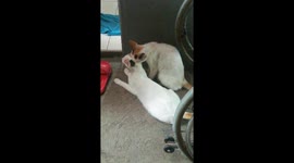 Cat love is in the air