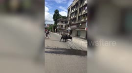 Two bulls crash through shop window during street fight in India, terrifying customers
