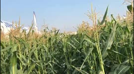 The Ural Airlines passenger plane made an emergency landing in the Ramensky district of Moscow Region - it sat right in the field.