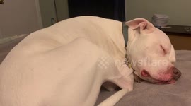 US dog sounds likes a 'drowning horse' as he sleeps