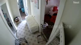 Home security camera captures child gate closing by itself.