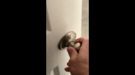 Sleeping in dog refuses to get up