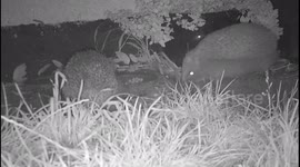 Hedgehog Wars
