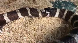Incredibly rare moment kingsnake tries to SWALLOW its own tail