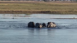 Swimming trunks!  Elephants swim across Chobe River from Namibia to Botswana