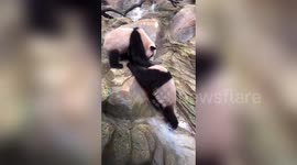 Panda-monium!  Bears spotted fighting in Chinese zoo