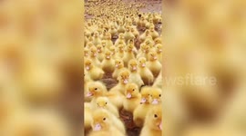 Cute overload! Thousands of adorable ducklings waddle down to pond