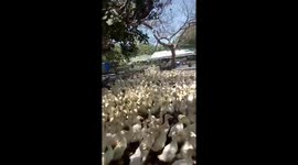 Vietnamese farmer uses special calls to command thousands of ducks