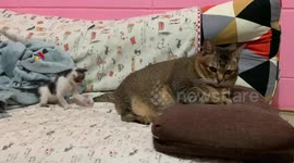 Adorable tiny kitten plays with angry big cat's tail
