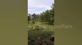 Motorbike riders carry massive logs in the Philippines