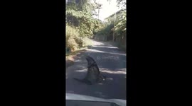 Monitor lizards wrestle in middle of Thai road