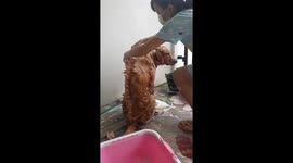 Golden retriever given mohawk hairstyle during wash in Thailand