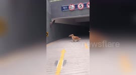 Curious golden retriever in Beijing left mesmerised by its own reflection