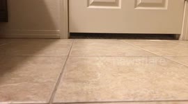 I can’t even go to the bathroom without my cat doing this