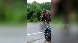 Tipsy elephant goes on a rampage destroying cars, as panicked villagers chase it away in eastern India