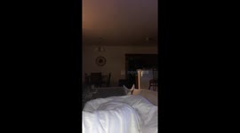 Cat and dog fued
