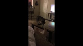 My dog is scared of my cat