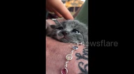 Adorable newborn US kitten battles to stay awake while being stroked by her owner
