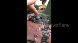 Adorable newborn US kitten battles to stay awake while being stroked by her owner