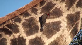 Giraffe eats leaves while oxpecker checks his neck for ticks.