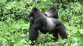 Wild silverback siblings strut their stuff in jungles of Congo