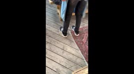 Seagull stuck inside a bar