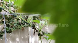Hummingbird Chirping Sound