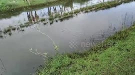 Giant crocodile fished out of canal in central India