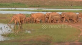 Adorable video of thirsty heads of elephants drinks water in southern East India.