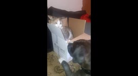 Amstaff Opening package