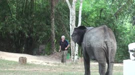 Gentil the Congo forest elephant chases cameraman who sprints for shelter