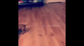 Running Dachshund Puppy