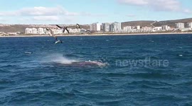 Great White Shark having seal for breakfast