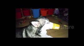 Dog eating and cleaning the insides of a Pot Noodle pot