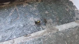 Brave wasp saves his buddy from getting eaten by a spider
