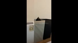 Cute cat jumps out of laundry basket