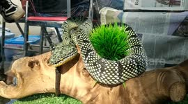 Unique patterned viper found only in jungles around Indonesian city