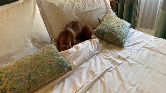 Sausage dog digs into bedding for mid-day snooze during Rome holiday